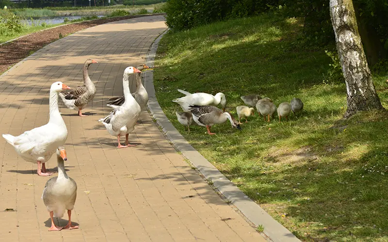 Les oies du lac de Louvain-La-Neuve